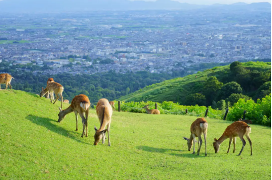 若草山