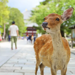奈良一日遊攻略｜東大寺·春日大社·奈良公園餵鹿·若草山·奈良町完整路線