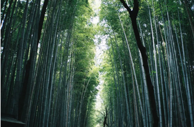 竹林
