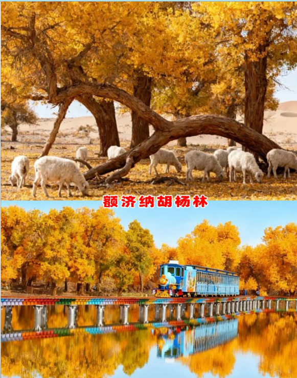 胡楊林
