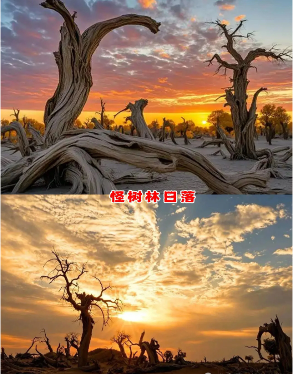 怪樹林日落