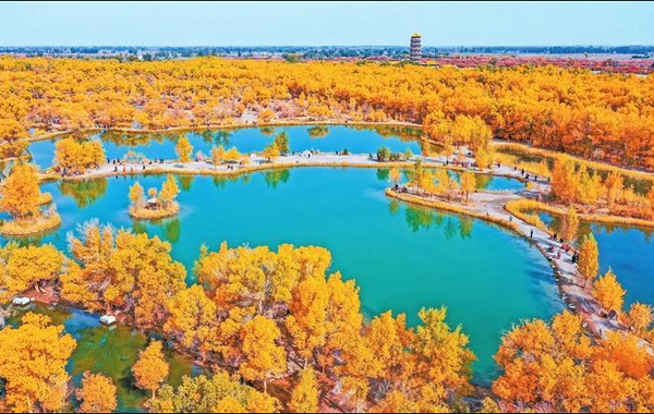 一年只美20天！額濟納旗胡楊林環線自由行，10月黃金觀賞期錯過再等一年