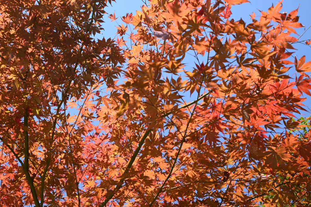紅色楓葉