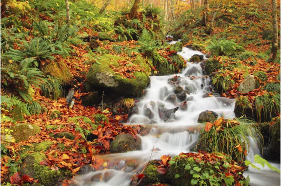高尾山紅葉